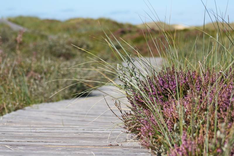 Strandurlaub Callantsoog LekkerNaarZee
